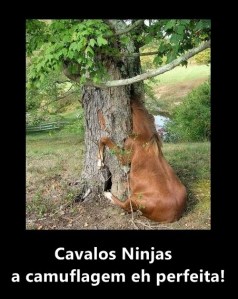 cavalos ninja 3